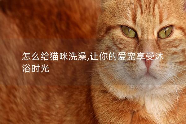 怎么给猫咪洗澡,让你的爱宠享受沐浴时光