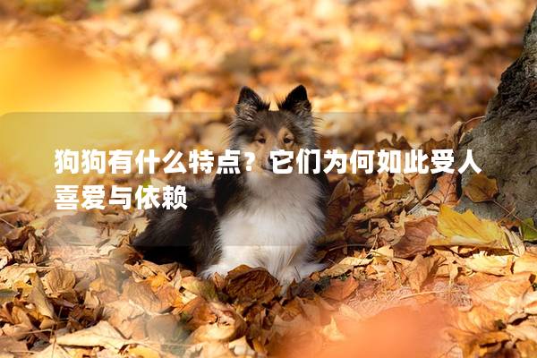 狗狗有什么特点？它们为何如此受人喜爱与依赖