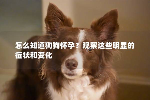 怎么知道狗狗怀孕？观察这些明显的症状和变化