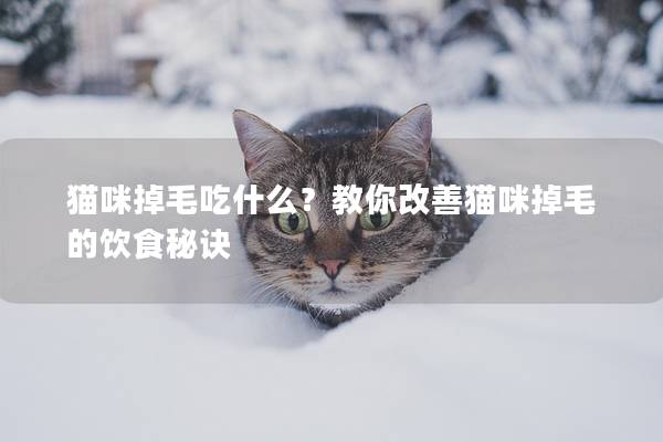 猫咪掉毛吃什么？教你改善猫咪掉毛的饮食秘诀