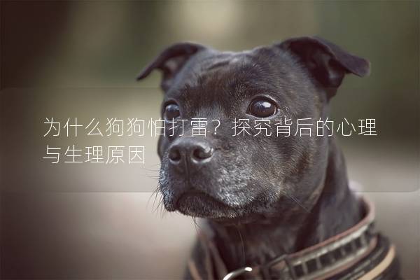 为什么狗狗怕打雷？探究背后的心理与生理原因