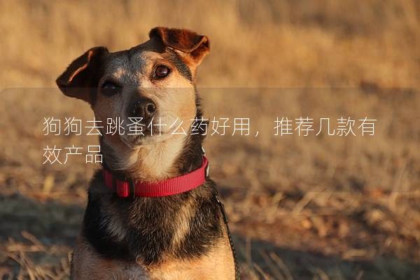 狗狗去跳蚤什么药好用，推荐几款有效产品