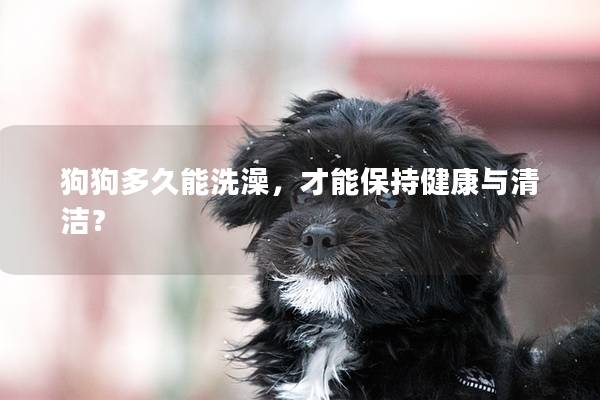狗狗多久能洗澡，才能保持健康与清洁？