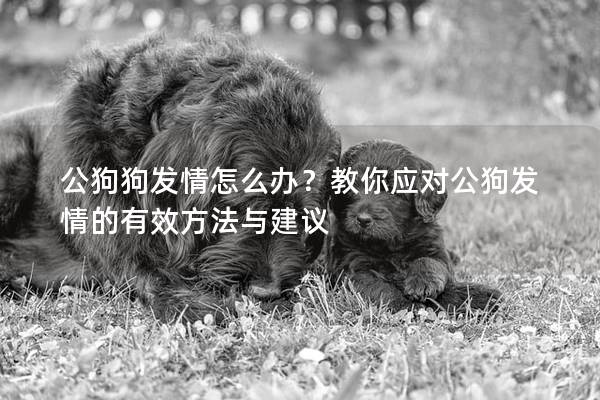 公狗狗发情怎么办？教你应对公狗发情的有效方法与建议