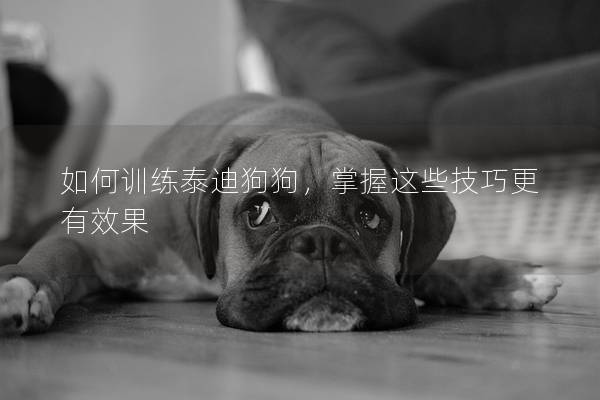 如何训练泰迪狗狗，掌握这些技巧更有效果