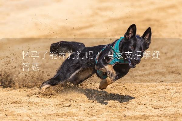 怀孕了能养狗狗吗？,专家支招解疑答惑