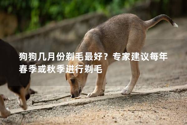 狗狗几月份剃毛最好？专家建议每年春季或秋季进行剃毛