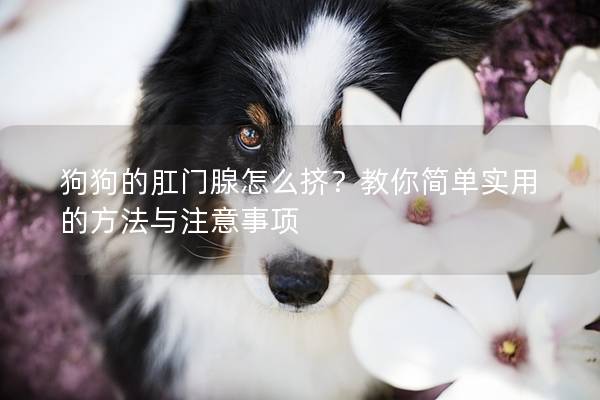 狗狗的肛门腺怎么挤？教你简单实用的方法与注意事项