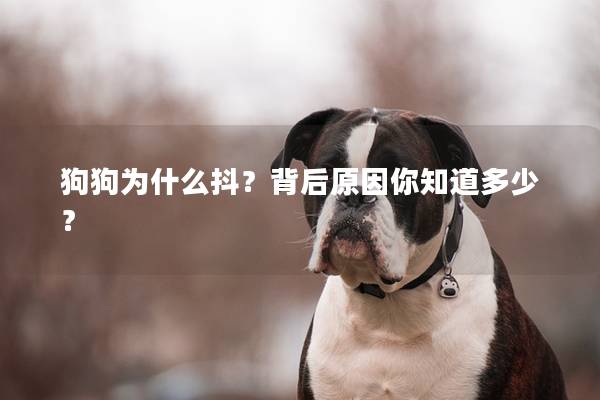 狗狗为什么抖？背后原因你知道多少？