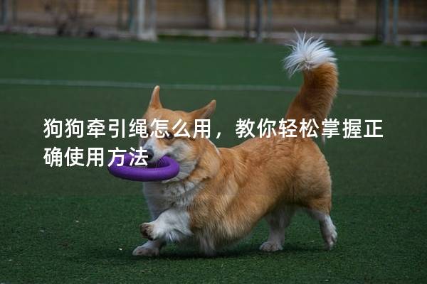 狗狗牵引绳怎么用，教你轻松掌握正确使用方法