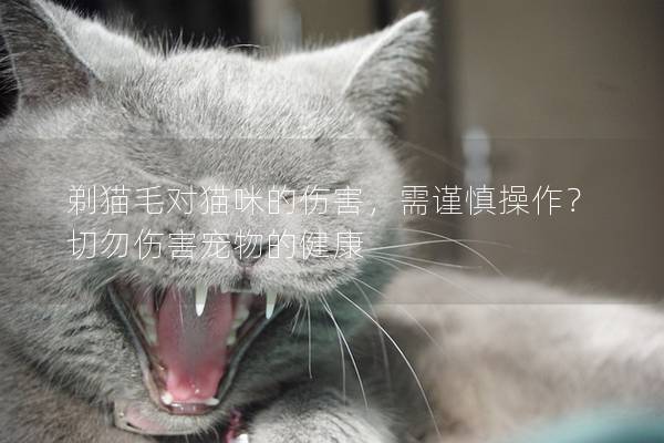 剃猫毛对猫咪的伤害，需谨慎操作？切勿伤害宠物的健康