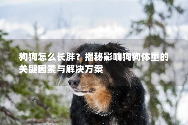 狗狗怎么长胖？揭秘影响狗狗体重的关键因素与解决方案