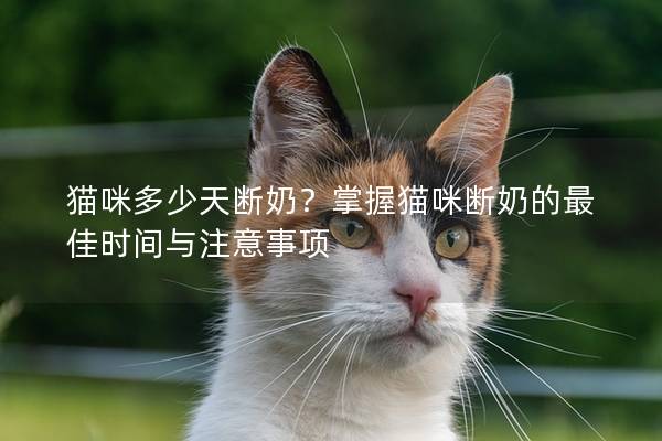 猫咪多少天断奶？掌握猫咪断奶的最佳时间与注意事项