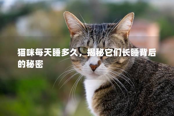猫咪每天睡多久，揭秘它们长睡背后的秘密