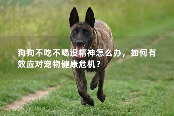 狗狗不吃不喝没精神怎么办，如何有效应对宠物健康危机？