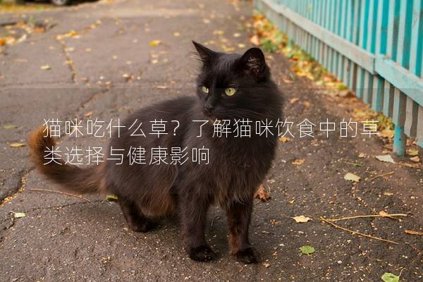 猫咪吃什么草？了解猫咪饮食中的草类选择与健康影响