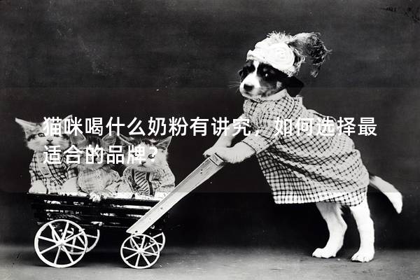 猫咪喝什么奶粉有讲究，如何选择最适合的品牌？