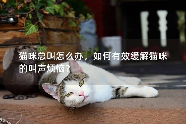 猫咪总叫怎么办，如何有效缓解猫咪的叫声烦恼？
