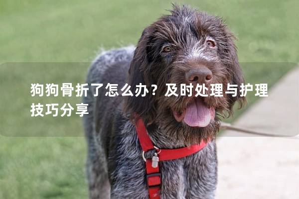 狗狗骨折了怎么办？及时处理与护理技巧分享