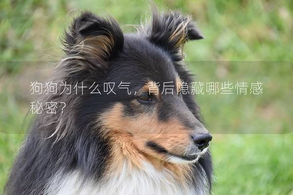狗狗为什么叹气，背后隐藏哪些情感秘密？