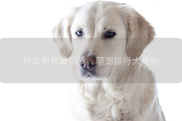 什么狗狗最可爱，萌宠排行大揭秘