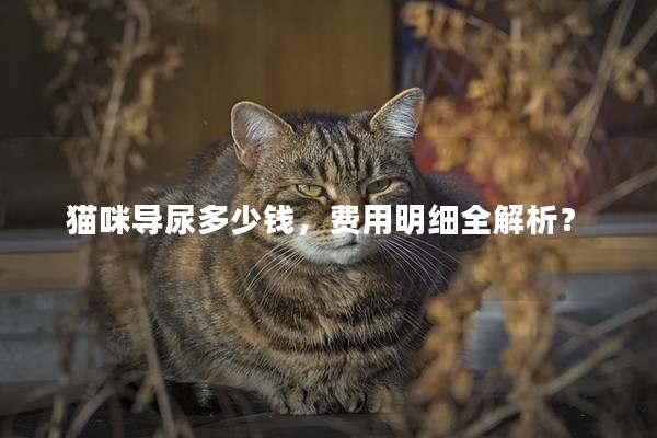猫咪导尿多少钱，费用明细全解析？