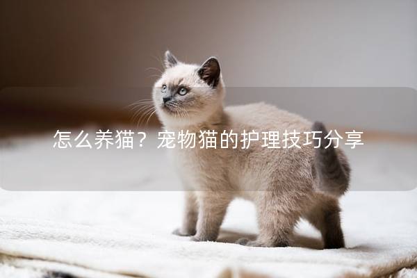 怎么养猫？宠物猫的护理技巧分享