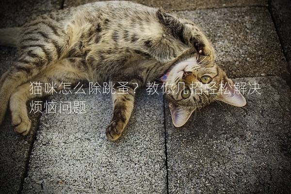 猫咪怎么除跳蚤？教你几招轻松解决烦恼问题