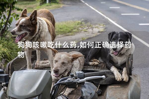 狗狗咳嗽吃什么药,如何正确选择药物 狗狗咳嗽吃什么药,如何正确选择药物