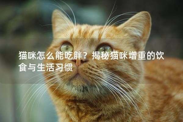 猫咪怎么能吃胖？揭秘猫咪增重的饮食与生活习惯