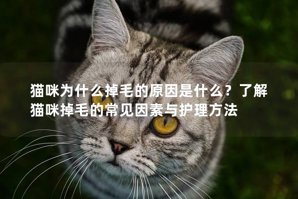 猫咪为什么掉毛的原因是什么？了解猫咪掉毛的常见因素与护理方法