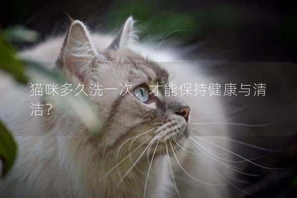 猫咪多久洗一次，才能保持健康与清洁？