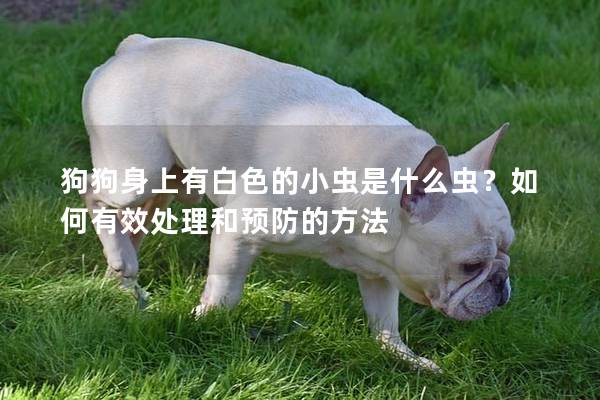 狗狗身上有白色的小虫是什么虫？如何有效处理和预防的方法