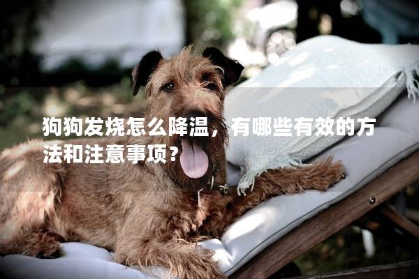 狗狗发烧怎么降温，有哪些有效的方法和注意事项？