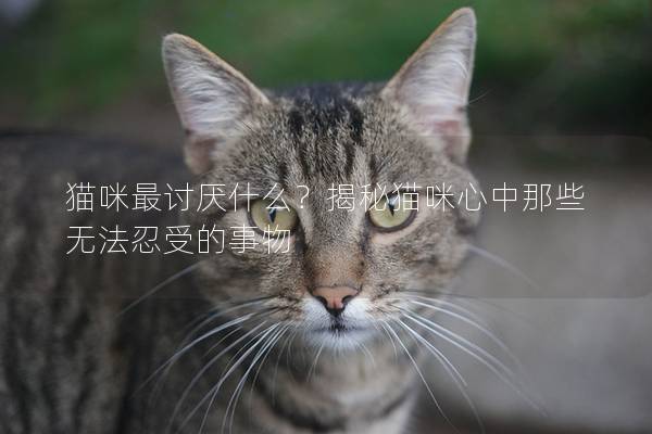 猫咪最讨厌什么？揭秘猫咪心中那些无法忍受的事物