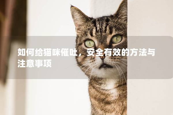 如何给猫咪催吐，安全有效的方法与注意事项