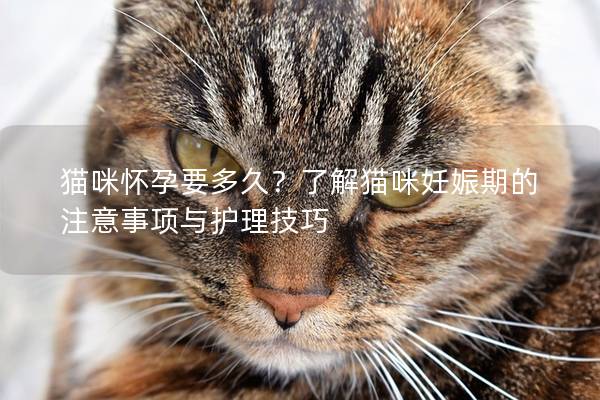 猫咪怀孕要多久？了解猫咪妊娠期的注意事项与护理技巧