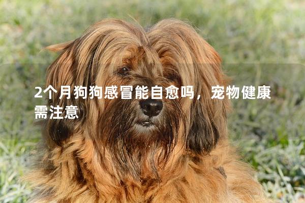 2个月狗狗感冒能自愈吗，宠物健康需注意