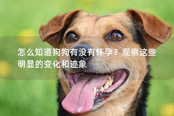 怎么知道狗狗有没有怀孕？观察这些明显的变化和迹象