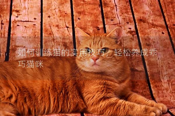 如何训练猫的实用技巧，轻松养成乖巧猫咪
