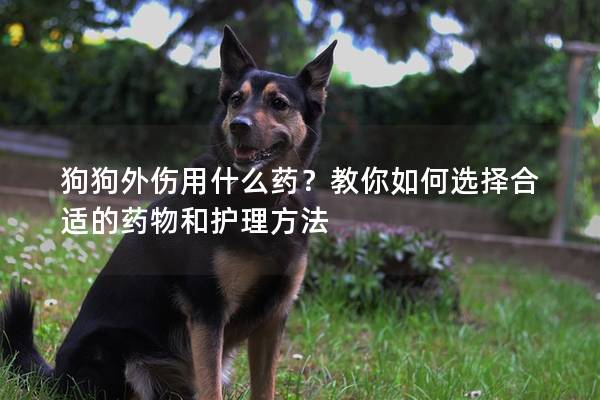 狗狗外伤用什么药？教你如何选择合适的药物和护理方法
