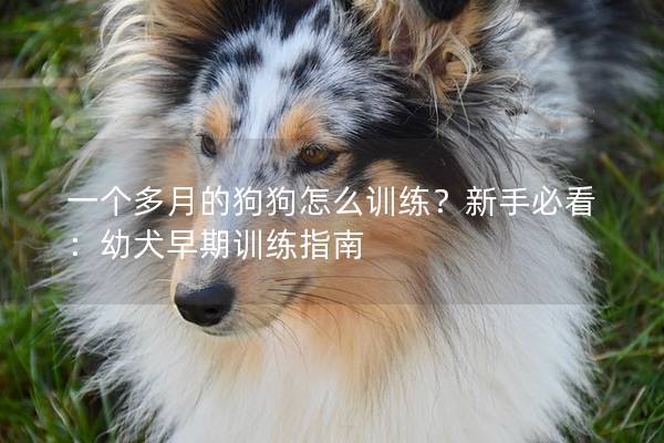 一个多月的狗狗怎么训练？新手必看：幼犬早期训练指南