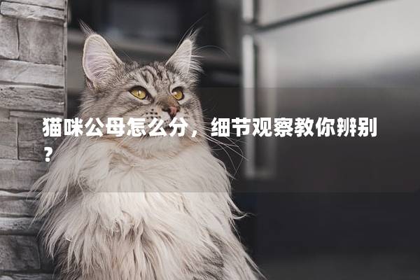 猫咪公母怎么分，细节观察教你辨别？