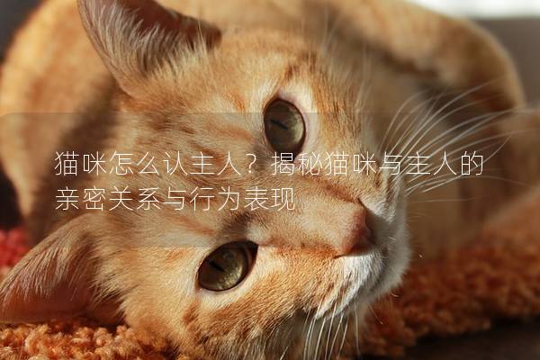 猫咪怎么认主人？揭秘猫咪与主人的亲密关系与行为表现
