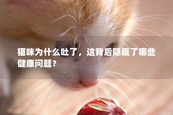猫咪为什么吐了，这背后隐藏了哪些健康问题？