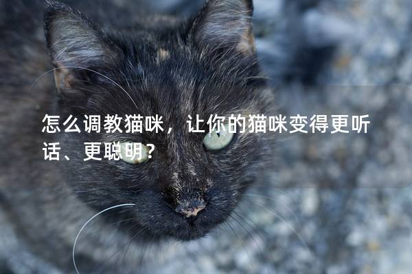 怎么调教猫咪，让你的猫咪变得更听话、更聪明？