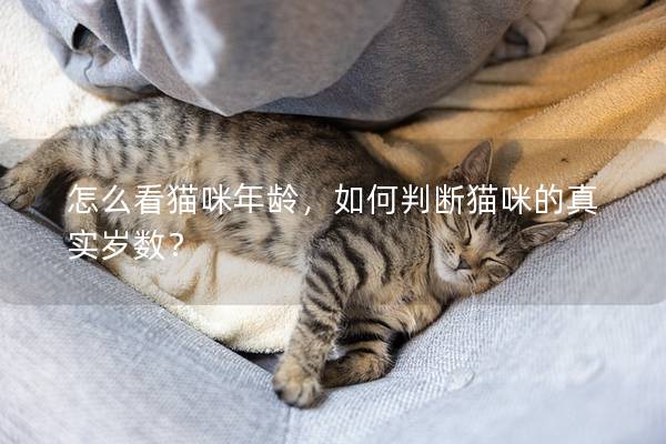 怎么看猫咪年龄，如何判断猫咪的真实岁数？
