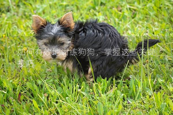 如何有效地训练狗狗，掌握这些关键技巧