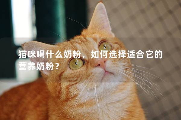猫咪喝什么奶粉，如何选择适合它的营养奶粉？
