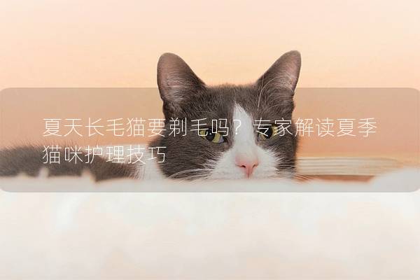夏天长毛猫要剃毛吗？专家解读夏季猫咪护理技巧